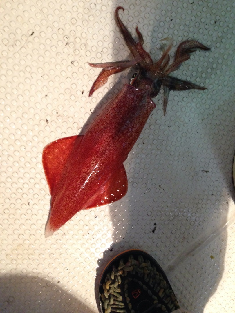 6 マイカ 鯛 平目の舞 海生丸 最新釣果